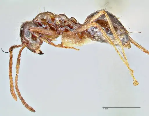 Prenolepis nitens specimen FOCOL2729 image focol2729_3
