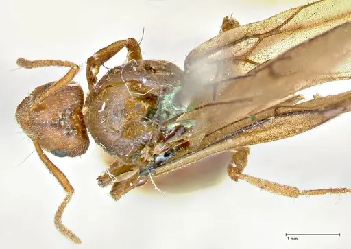 Prenolepis nitens specimen FOCOL2730 image focol2730_1