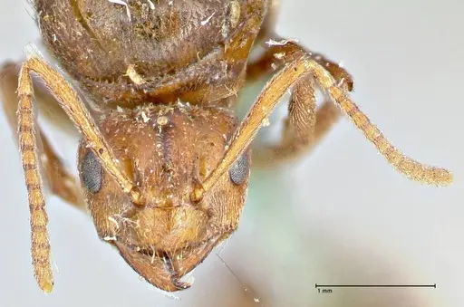 Prenolepis nitens specimen FOCOL2730 image focol2730_2