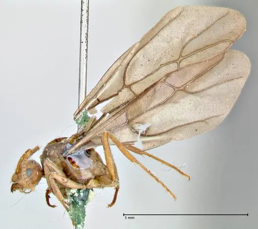 Prenolepis nitens specimen FOCOL2730 image focol2730_3
