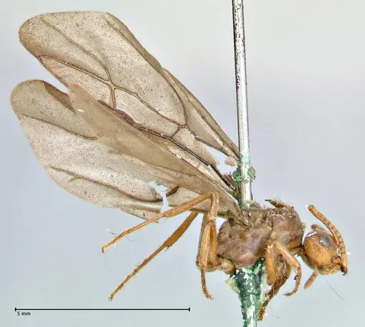 Prenolepis nitens specimen FOCOL2730 image focol2730_4