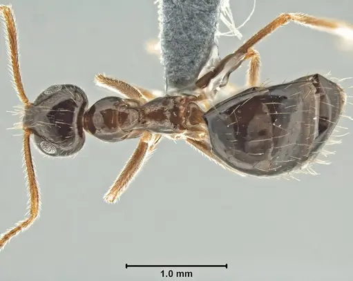 Prenolepis nitens specimen USNMENT00755076 image usnment00755076_1
