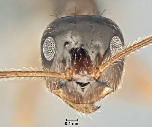 Prenolepis nitens specimen USNMENT00755076 image usnment00755076_2