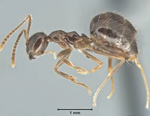Prenolepis nitens specimen USNMENT00755076 image usnment00755076_3