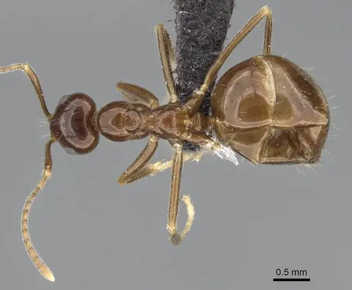 Prenolepis shanialena specimen CASENT0203393 image casent0203393_1