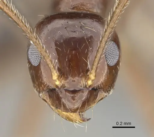 Prenolepis shanialena specimen CASENT0203393 image casent0203393_2