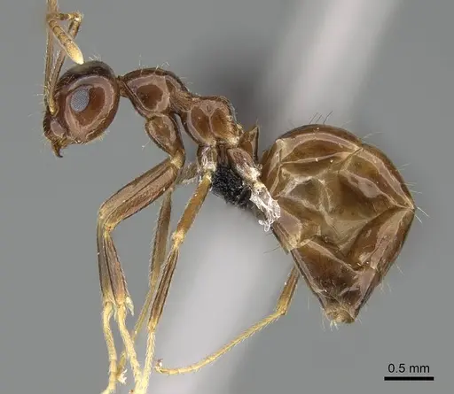 Prenolepis shanialena specimen CASENT0203393 image casent0203393_3