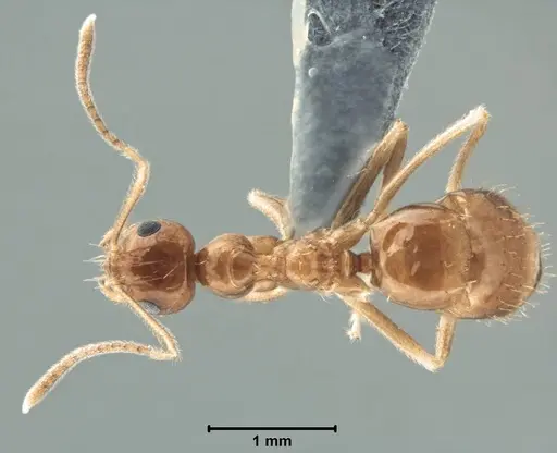 Prenolepis shanialena specimen USNMENT00755093 image usnment00755093_1