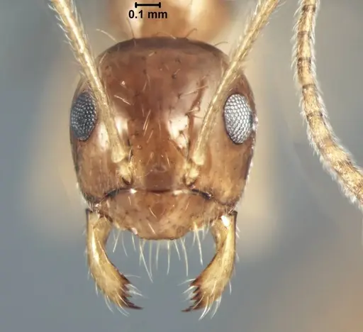 Prenolepis shanialena specimen USNMENT00755093 image usnment00755093_2