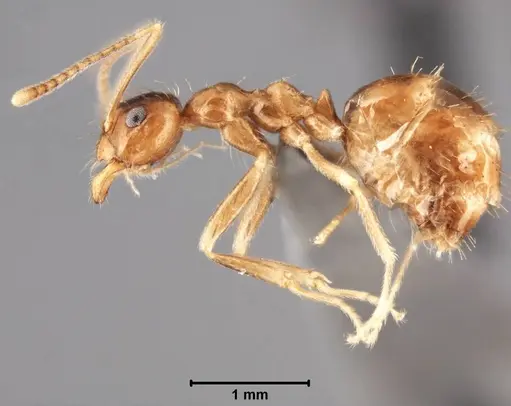 Prenolepis shanialena specimen USNMENT00755093 image usnment00755093_3
