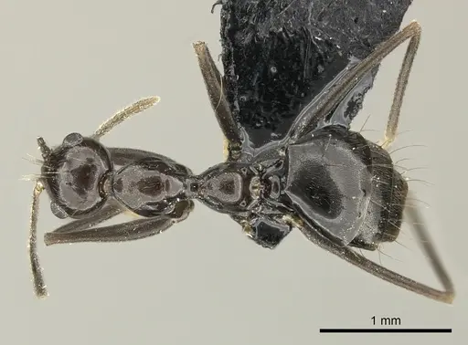 Prenolepis subopaca specimen CASENT0270025 image casent0270025_1