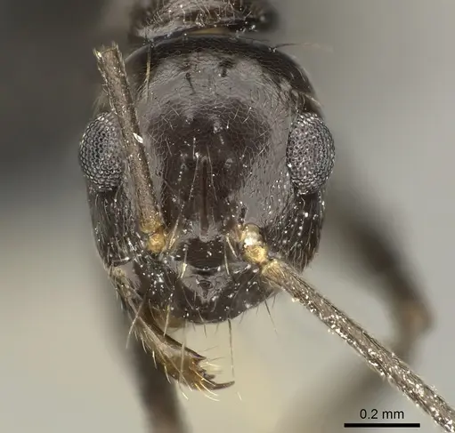 Prenolepis subopaca specimen CASENT0270025 image casent0270025_2