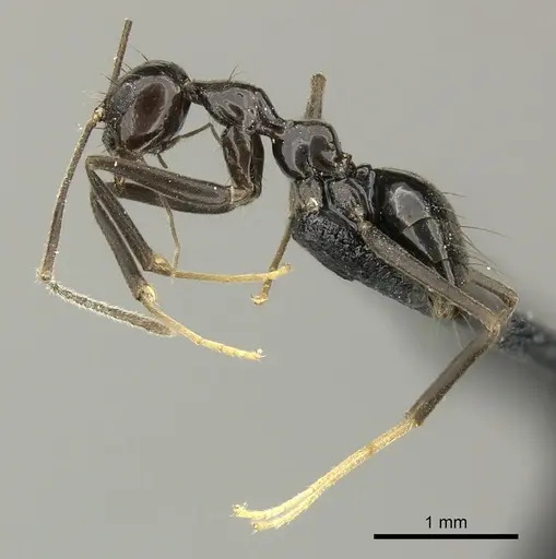 Prenolepis subopaca specimen CASENT0270025 image casent0270025_3