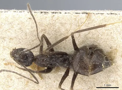 Prenolepis subopaca specimen CASENT0905792 image casent0905792_1