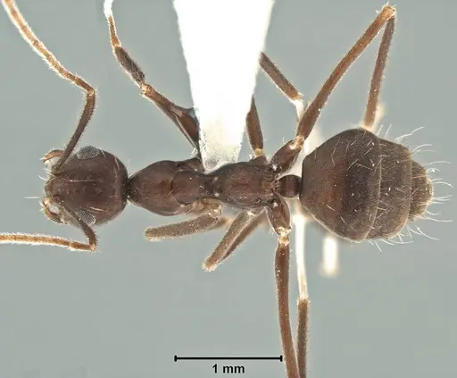 Prenolepis subopaca specimen USNMENT00755090 image usnment00755090_1