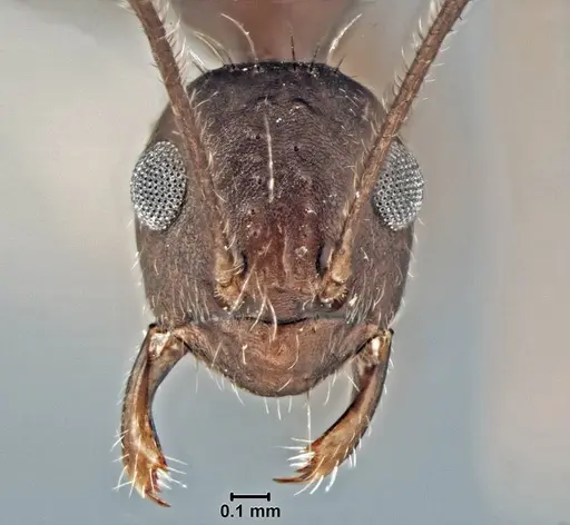 Prenolepis subopaca specimen USNMENT00755090 image usnment00755090_2