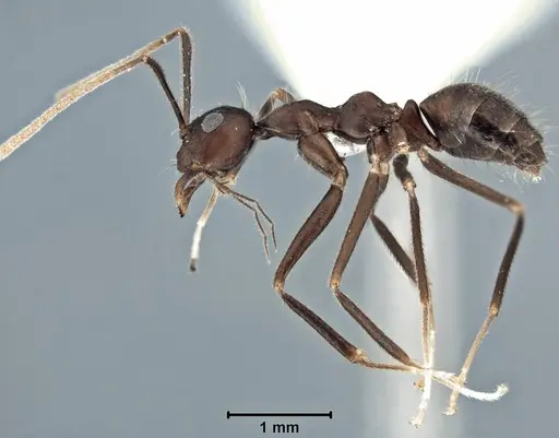 Prenolepis subopaca specimen USNMENT00755090 image usnment00755090_3