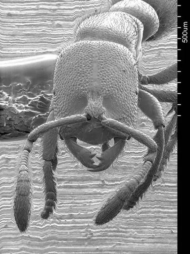 Prionopelta aethiopica specimen ANTWEB1008580 image antweb1008580_2