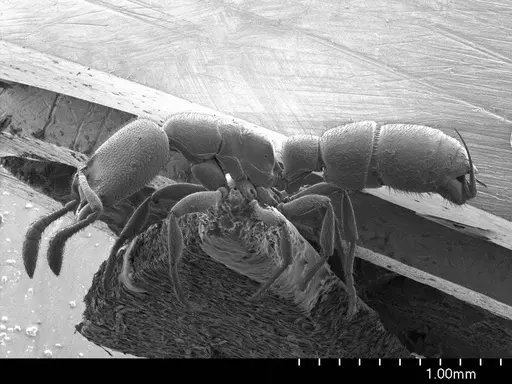Prionopelta aethiopica specimen ANTWEB1008580 image antweb1008580_3