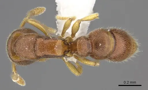 Prionopelta aethiopica specimen CASENT0235184 image casent0235184_1