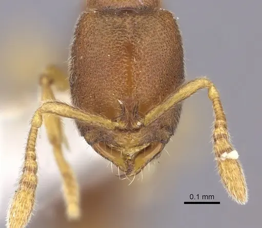 Prionopelta aethiopica specimen CASENT0235184 image casent0235184_2