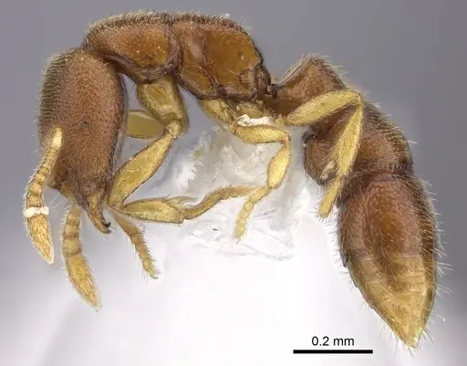 Prionopelta aethiopica specimen CASENT0235184 image casent0235184_3