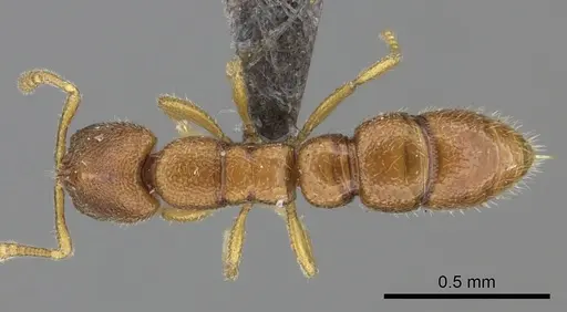 Prionopelta aethiopica specimen CASENT0235681 image casent0235681_1