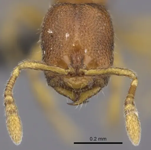 Prionopelta aethiopica specimen CASENT0235681 image casent0235681_2