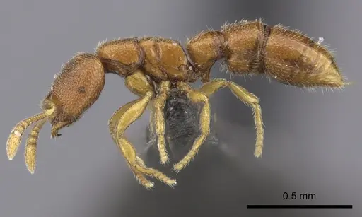 Prionopelta aethiopica specimen CASENT0235681 image casent0235681_3