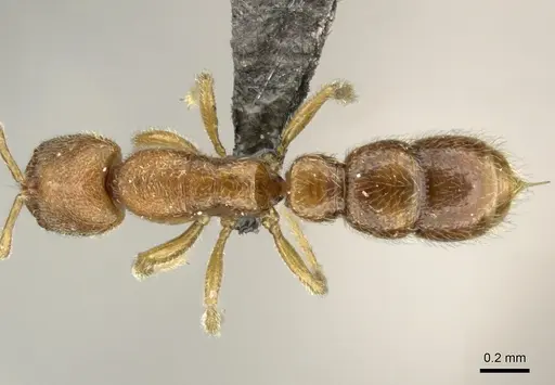 Prionopelta aethiopica specimen CASENT0235992 image casent0235992_1