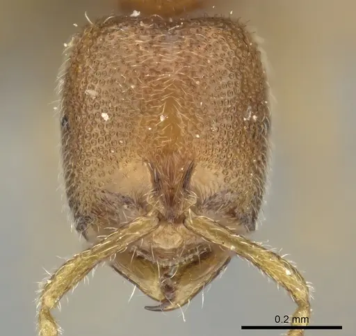 Prionopelta aethiopica specimen CASENT0235992 image casent0235992_2