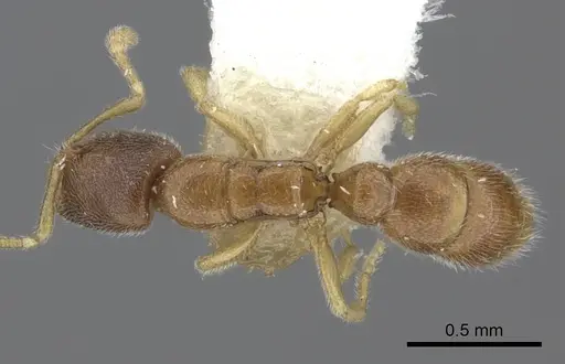 Prionopelta aethiopica specimen CASENT0260459 image casent0260459_1