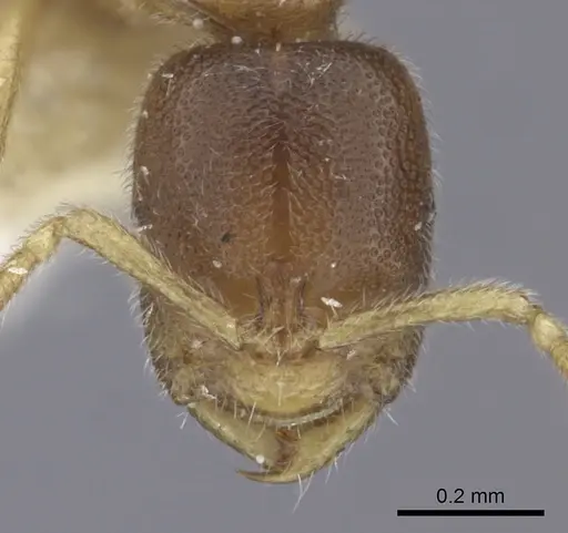 Prionopelta aethiopica specimen CASENT0260459 image casent0260459_2
