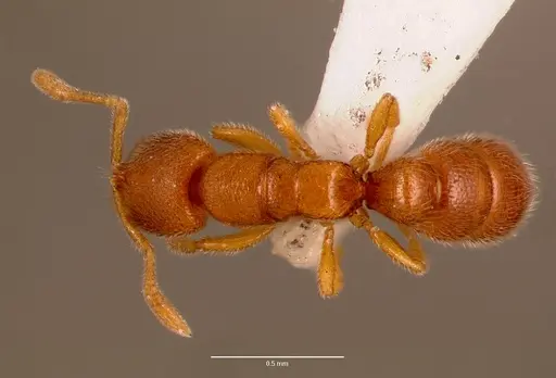 Prionopelta aethiopica specimen SAM-HYM-C002709A image sam-hym-c002709a_1