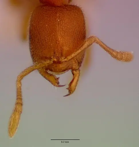 Prionopelta aethiopica specimen SAM-HYM-C002709A image sam-hym-c002709a_2