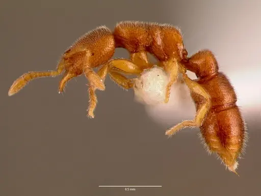 Prionopelta aethiopica specimen SAM-HYM-C002709A image sam-hym-c002709a_3