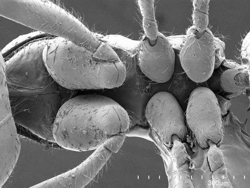 Prionopelta amabilis specimen ANTWEB1008581 image antweb1008581_1