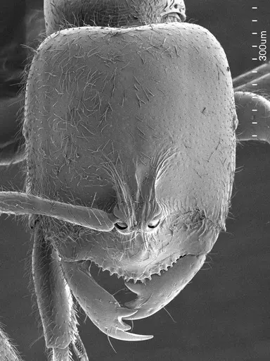 Prionopelta amabilis specimen ANTWEB1008581 image antweb1008581_2