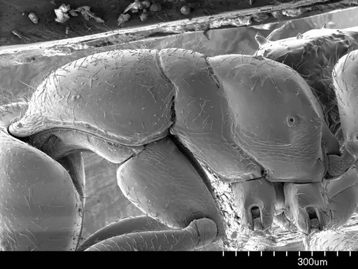 Prionopelta amabilis specimen ANTWEB1008581 image antweb1008581_3