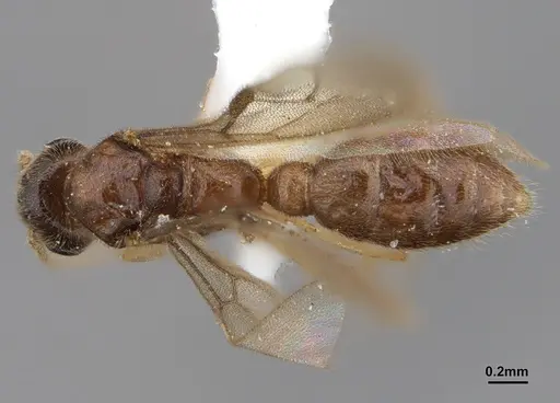 Prionopelta amabilis specimen ANTWEB1041467 image antweb1041467_1
