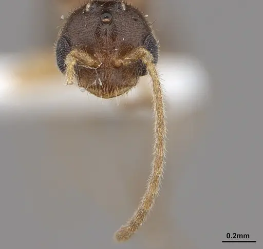 Prionopelta amabilis specimen ANTWEB1041467 image antweb1041467_2