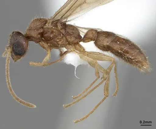 Prionopelta amabilis specimen ANTWEB1041467 image antweb1041467_3