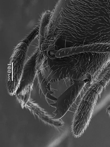 Prionopelta amabilis specimen ANTWEB1041468 image antweb1041468_1