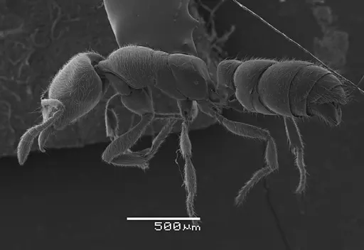 Prionopelta amabilis specimen ANTWEB1041468 image antweb1041468_2