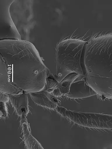 Prionopelta amabilis specimen ANTWEB1041468 image antweb1041468_3