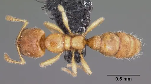 Prionopelta amabilis specimen CASENT0007009 image casent0007009_1