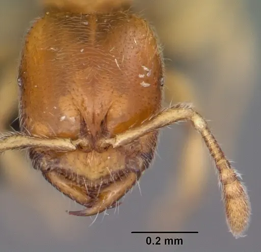 Prionopelta amabilis specimen CASENT0007009 image casent0007009_2