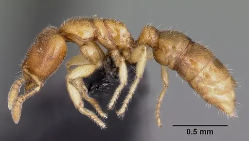 Prionopelta amabilis specimen CASENT0007009 image casent0007009_3