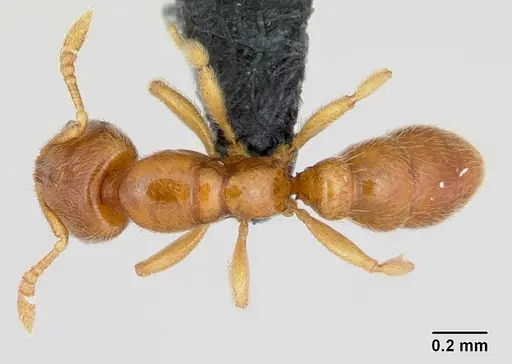 Prionopelta amabilis specimen CASENT0052775 image casent0052775_1