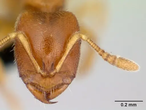 Prionopelta amabilis specimen CASENT0052775 image casent0052775_2